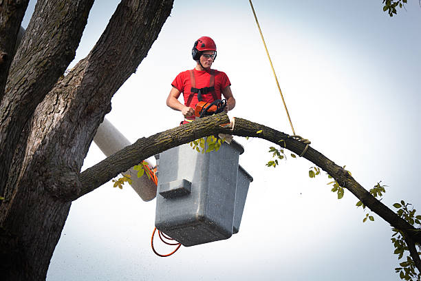  Rockford, MI Tree Service Pros